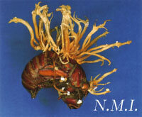冬虫夏草 セミタケ｜紀行・分類図鑑｜【公式】N.M.I.自然薬食